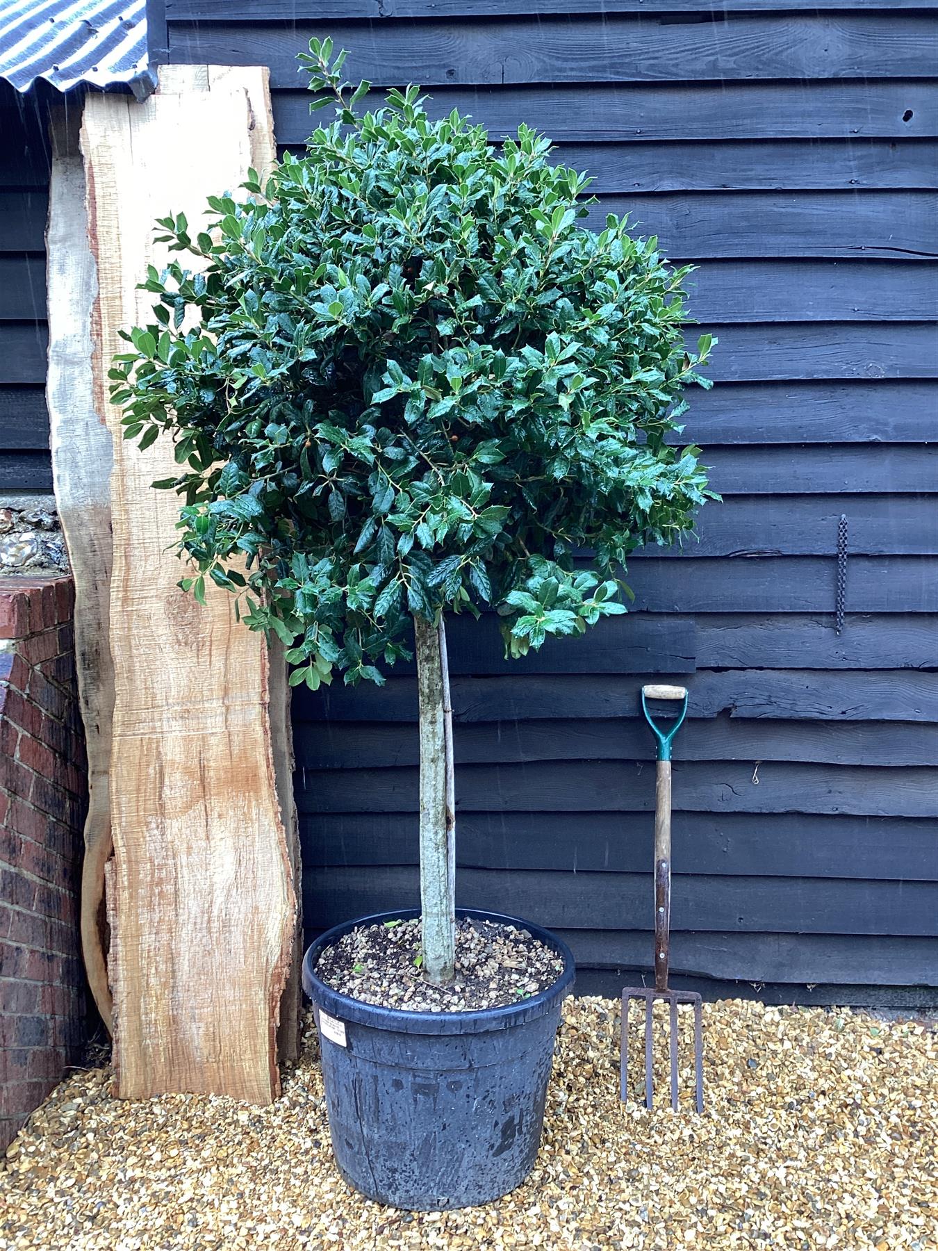 Ilex 'Nellie R. Stevens' | Holly 'Nellie R. Stevens' - 1/2 std Clear Stem - 240-260cm, 90lt