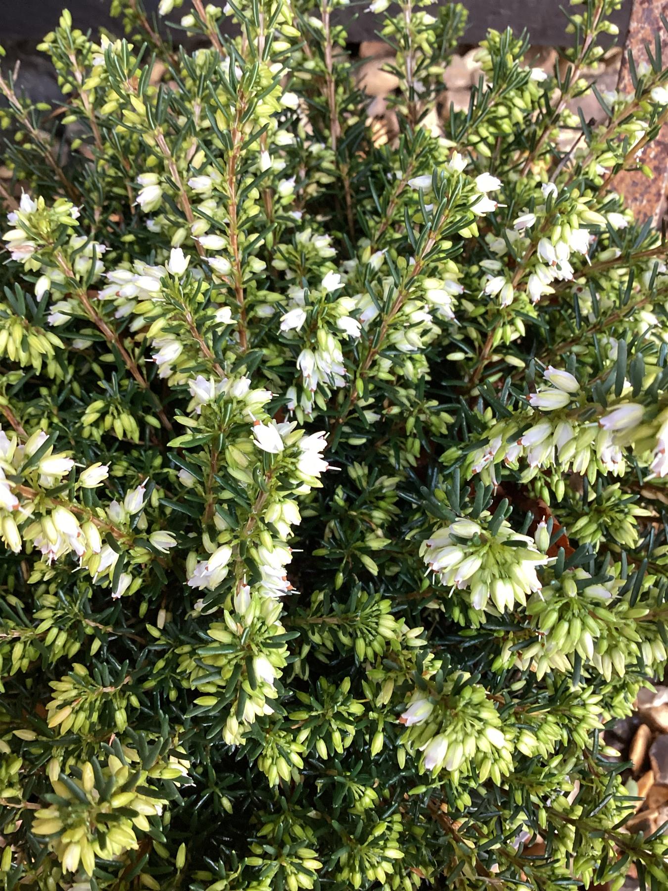 Erica  'White Perfection' - 55-65cm, 2lt