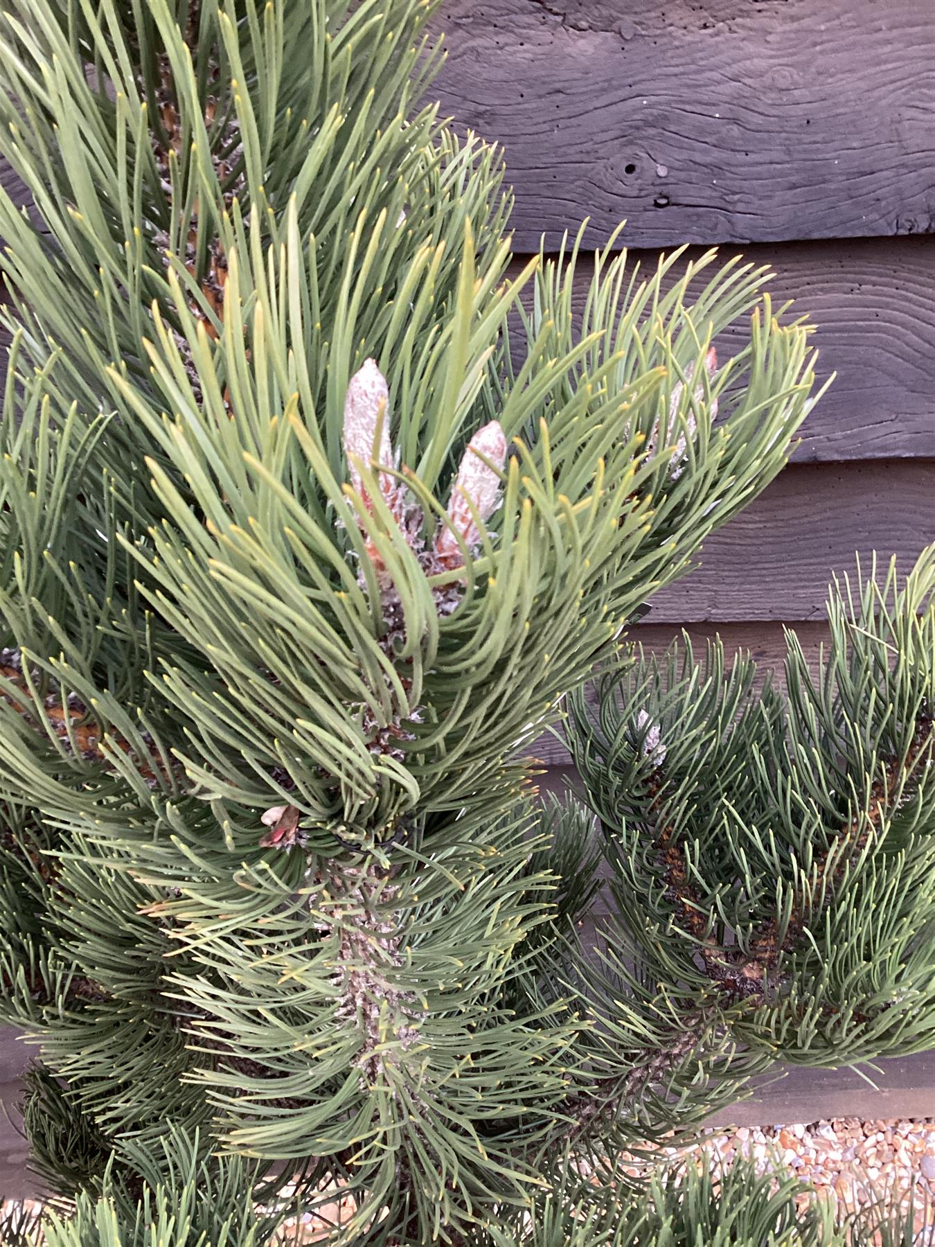 Pinus nigra 'Oregon Green' | Austrian pine 'Oregon Green' - Height 90cm - Width 80cm - 20lt