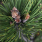 Pinus heldreichii 'Compact Gem' | Bosnian pine - Height 60cm - Width 40cm - 15lt