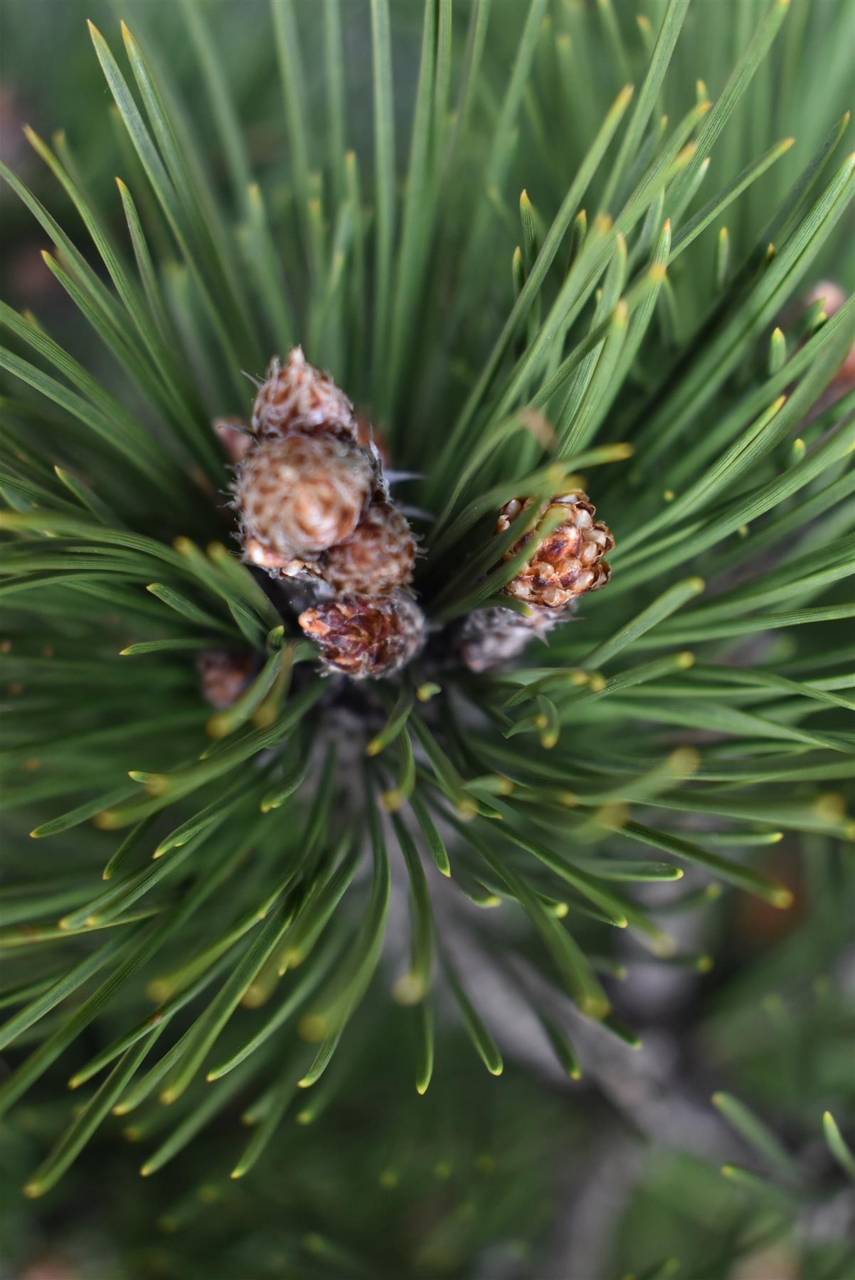 Pinus heldreichii 'Compact Gem' | Bosnian pine - Height 60cm - Width 40cm - 15lt