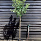 Apple tree 'Fuji' | Malus Domestica - Semi-Dwarfing - Height 150-180cm - 20lt