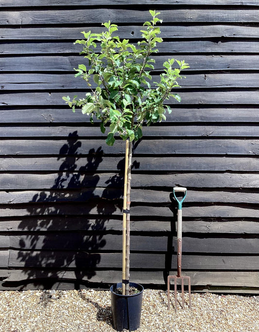 Apple tree 'Fuji' | Malus Domestica - Semi-Dwarfing - Height 150-180cm - 20lt