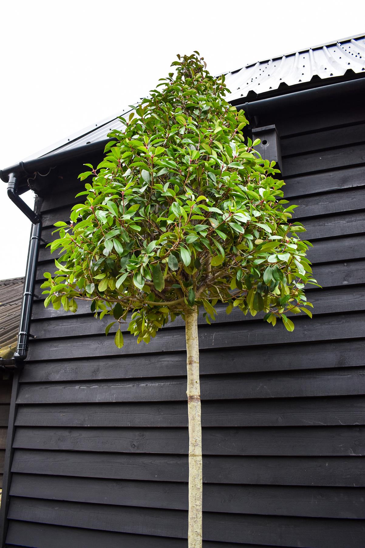 Photinia Red Robin | Christmas berry 'Red Robin' - Standard - Standard - Cone - Girth 16-18cm - Height 330-350cm - 90lt