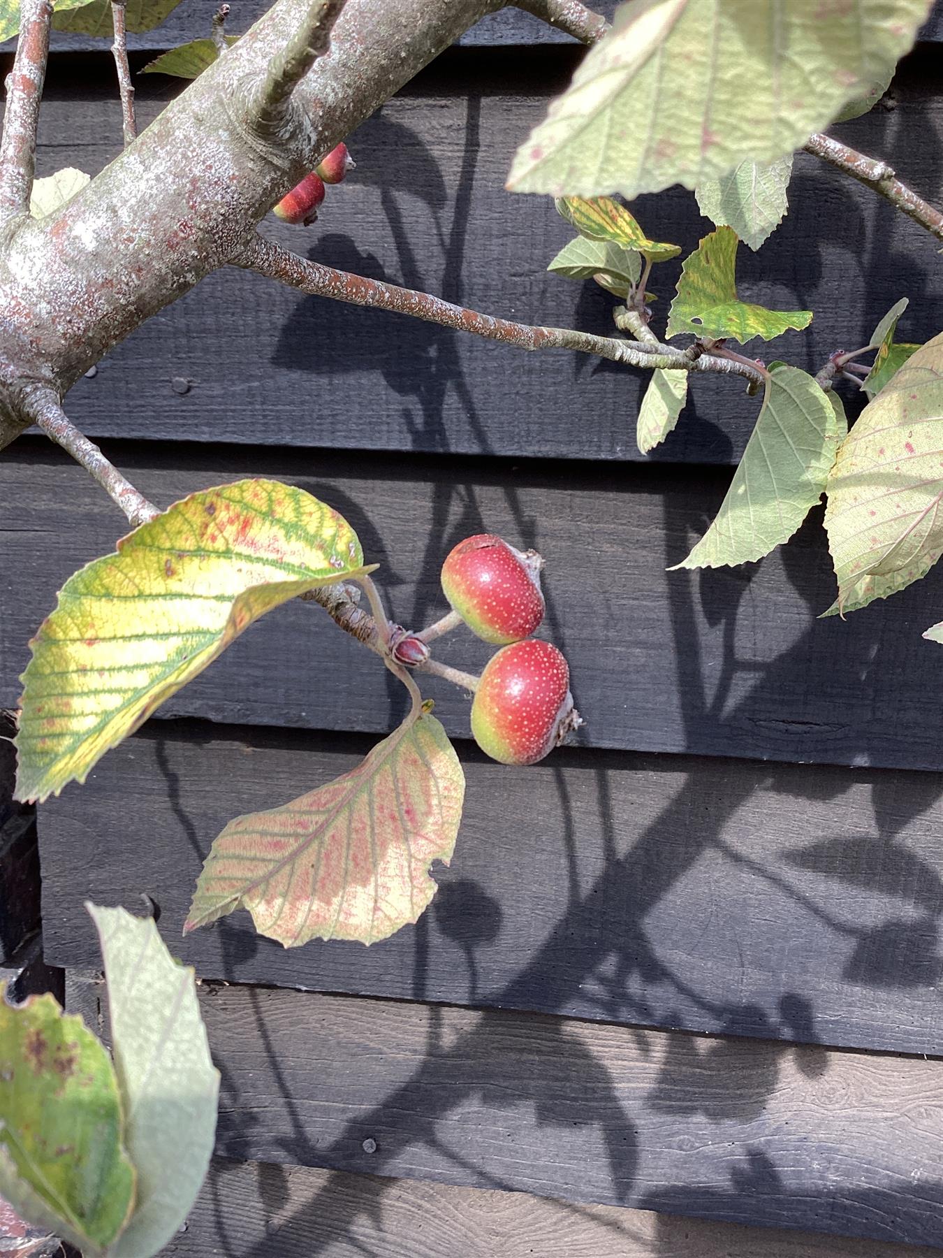 Malus tschnoskii | Chonosuki Crab Apple, Clear Stem - 200-250cm, 30lt