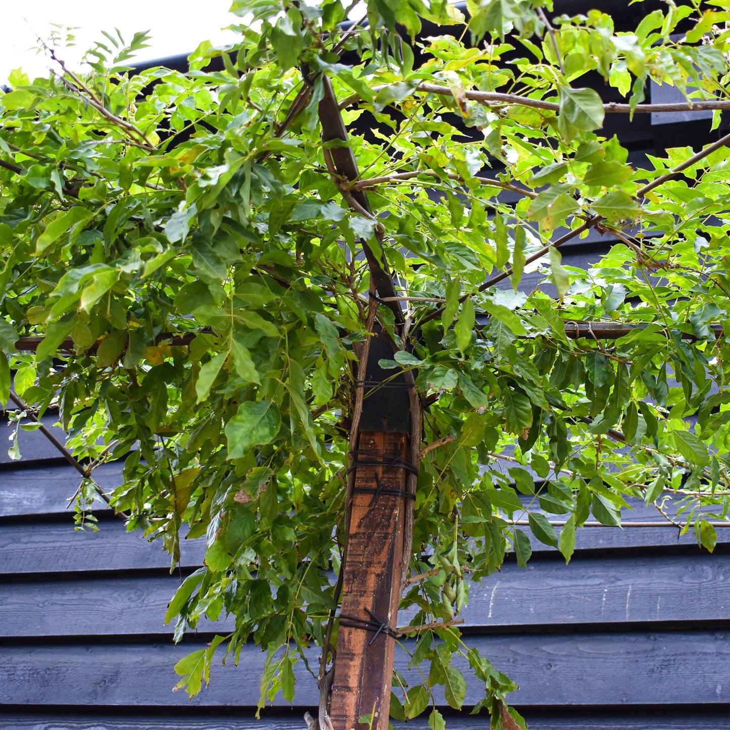 Wisteria 'Prolific' - Purple - Umbrella - Roof Espalier 120-120cm - Height 200cm - 55lt