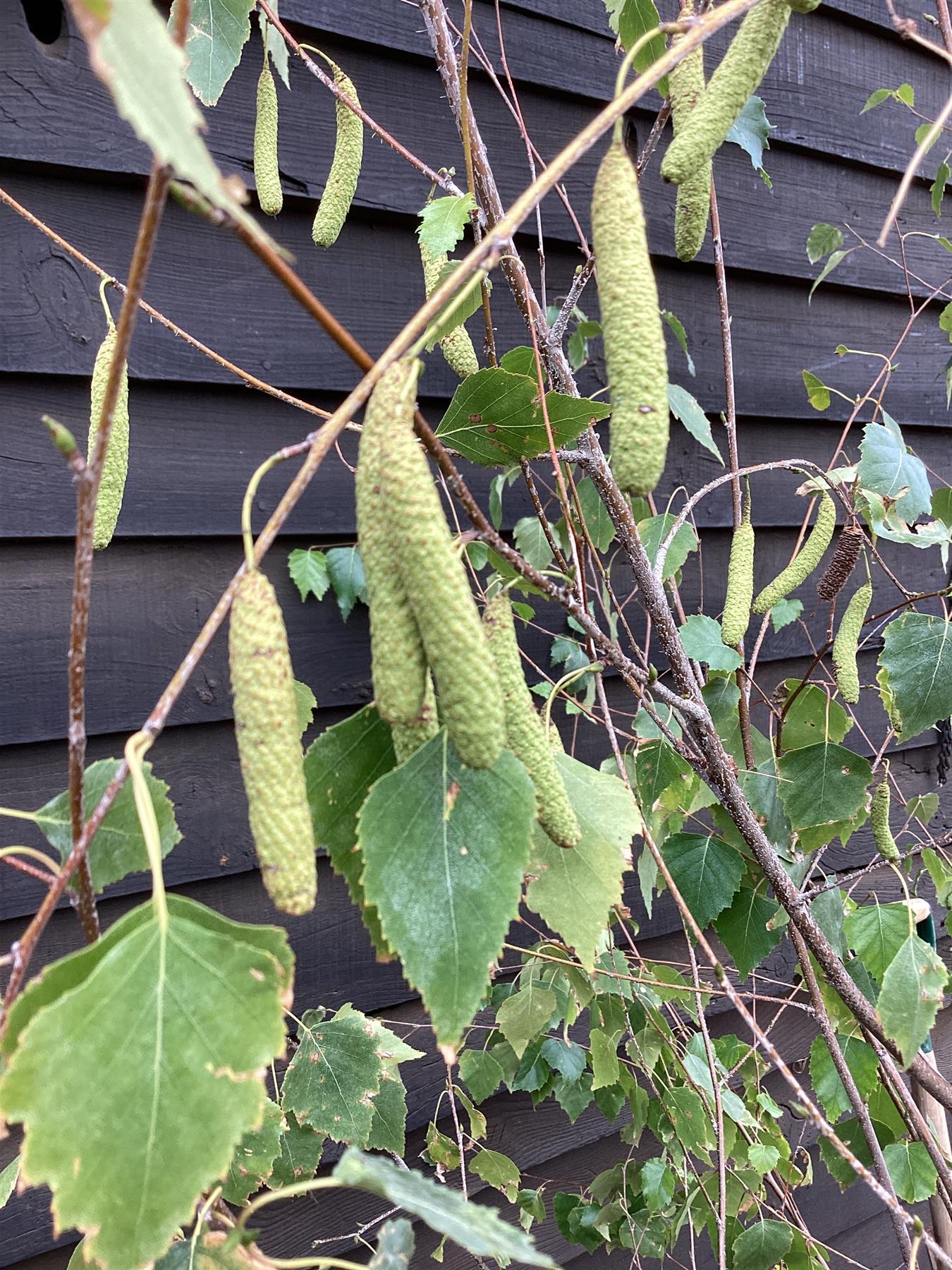 Betula pendula | Sliver Birch Multistem (alba) - 250-300cm, 50lt