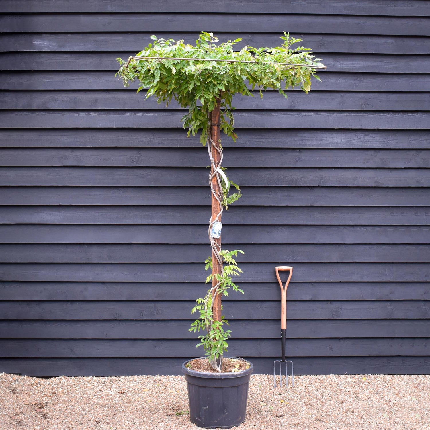 Wisteria 'Shiro Kapitan Fuji' Silky - White - Umbrella - Roof Espalier 120-120cm - Height 200cm - 55lt