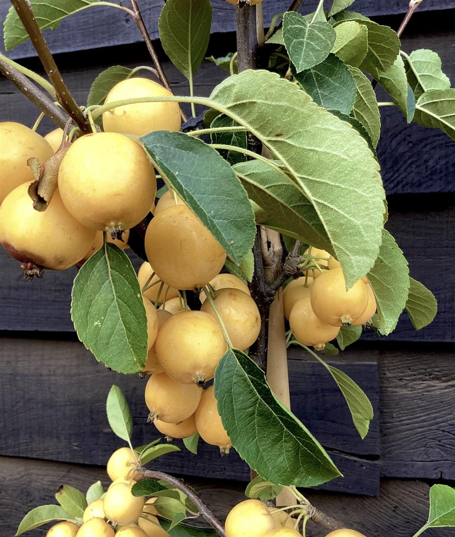 Crab apple | Malus Yellow Siberian - 160-180cm - 12lt