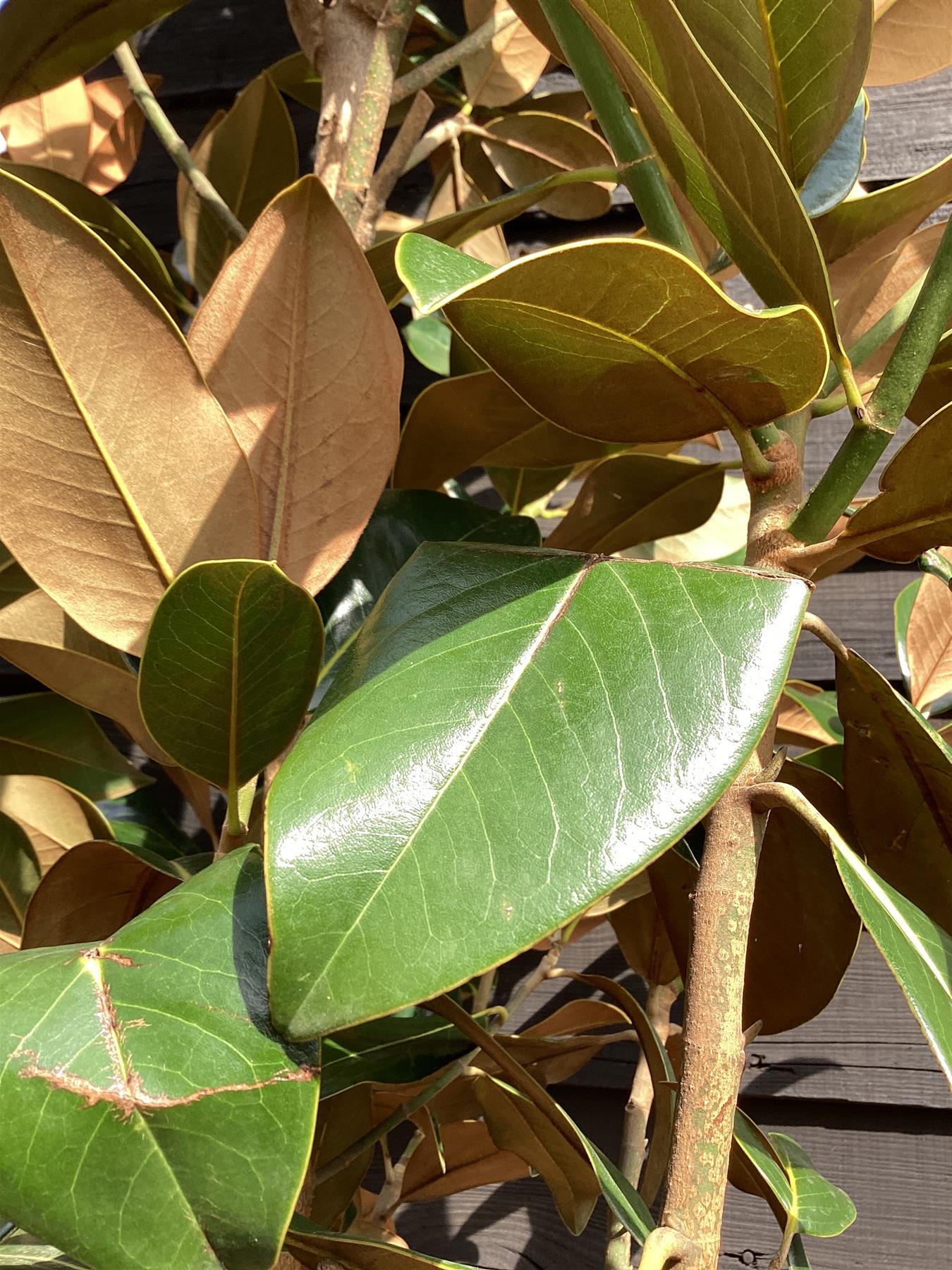 Magnolia Grandiflora 'Galissonniere' | Southern Magnolia 'Galissonniere' - 320-350cm, 70lt