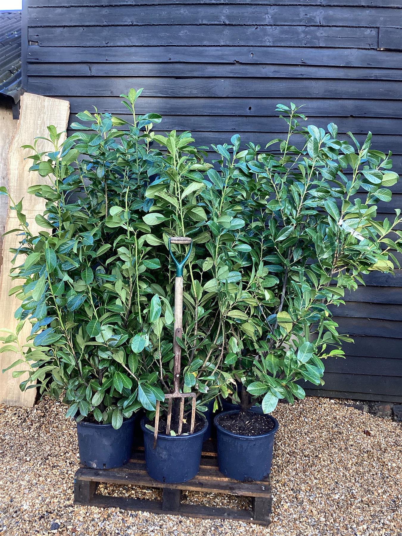 9 x Cherry Laurel 'Rotundifolia' - 150-170cm - 20lt