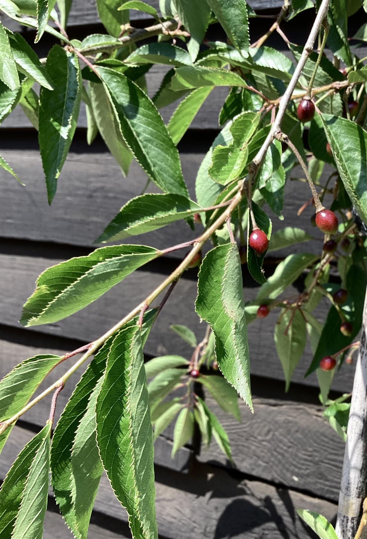 Prunus Subhirtella Pendula Rubra - Height 180-220cm - 12lt