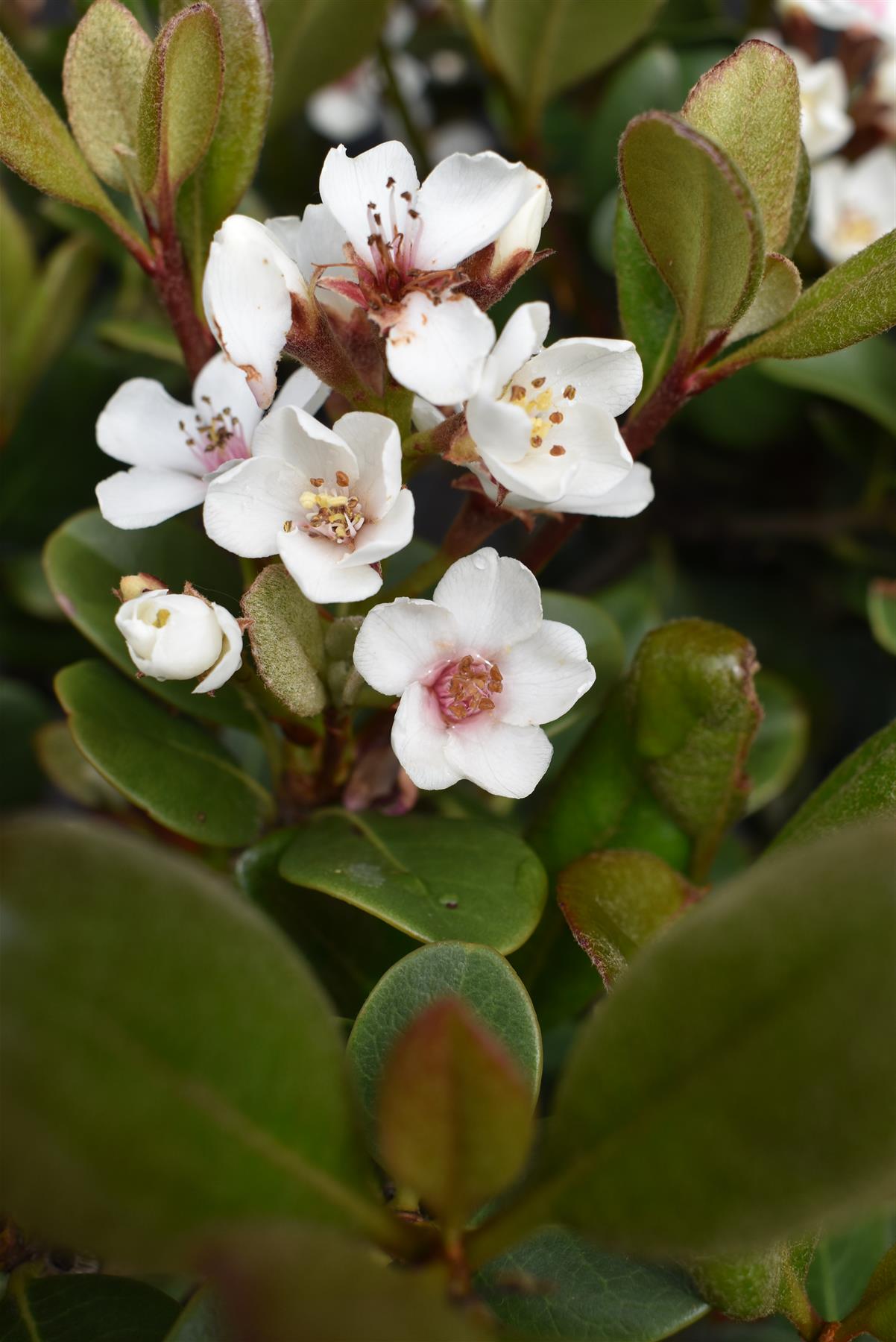 Rhaphiolepis umbellata (white) | Yeddo hawthorn - multistem - 80-90cm - 50lt