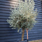 Olive Tree | Olea Europea - Short Stem 50-60cm - Girth 30-35cm - Height 150-170cm - 55lt