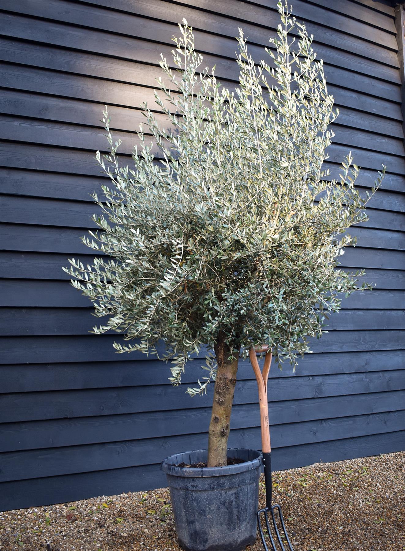 Olive Tree | Olea Europea - Short Stem 50-60cm - Girth 30-35cm - Height 150-170cm - 55lt