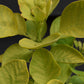 Cotinus coggygria 'Golden Spirit' -'3lt