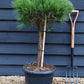 Pinus densiflora 'Alice Verkade' | Japanese red pine - Clear Stem - 40cm - Height 90-95cm - Width 40cm - 25lt