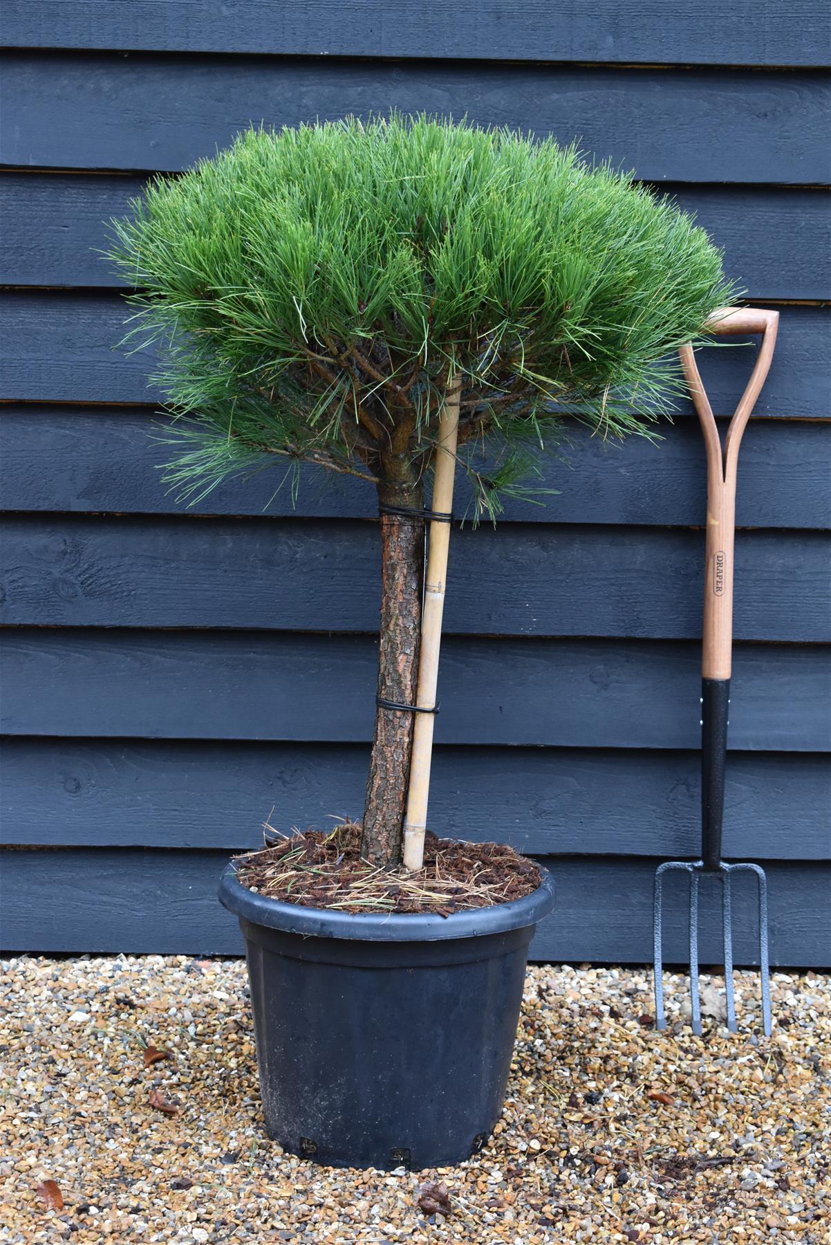 Pinus densiflora 'Alice Verkade' | Japanese red pine - Clear Stem - 40cm - Height 90-95cm - Width 40cm - 25lt