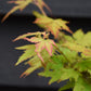 Acer palmatum 'Orange Dream' | Japanese Maple - Bushy - 20-40cm - 3lt