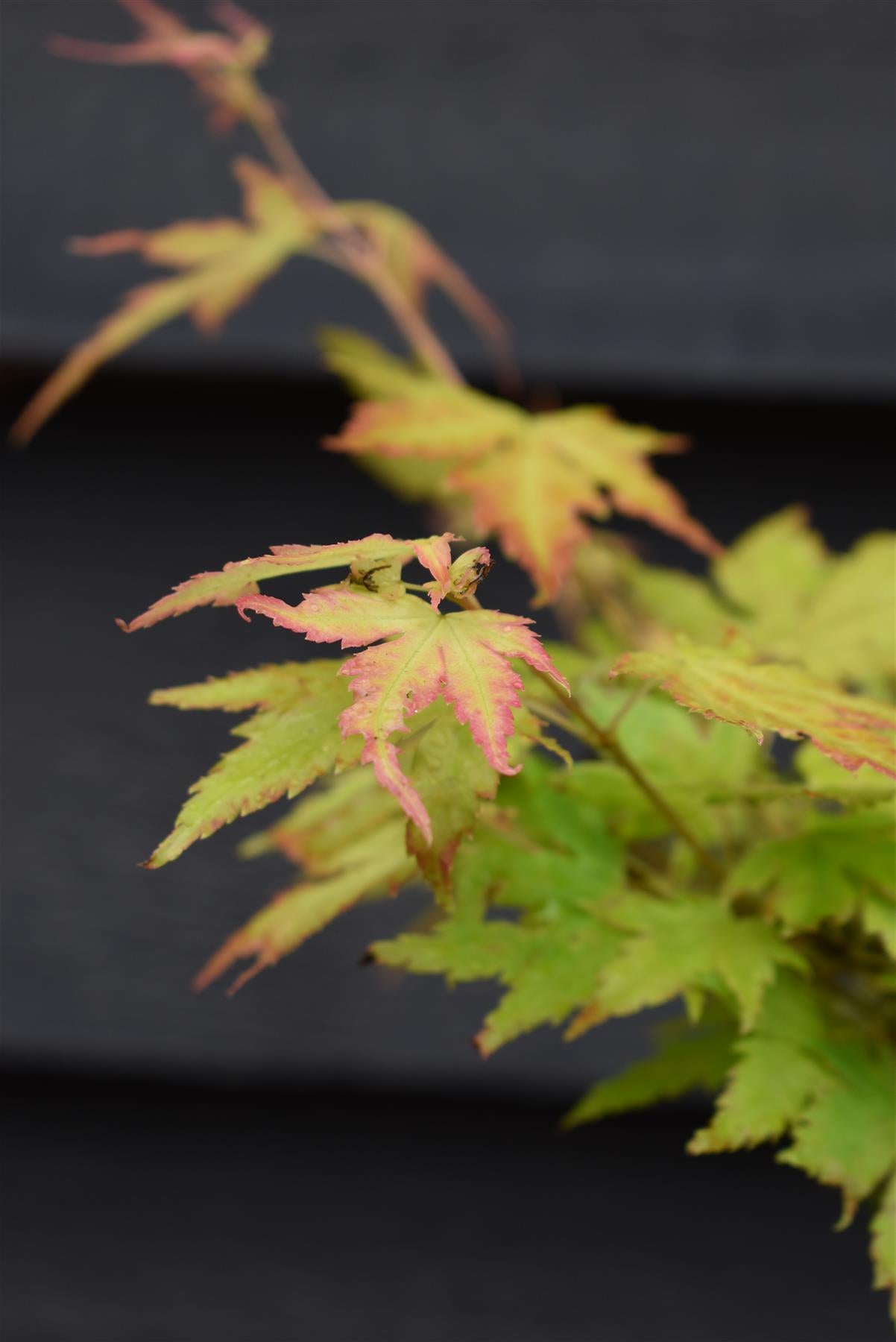 Acer palmatum 'Orange Dream' | Japanese Maple - Bushy - 20-40cm - 3lt