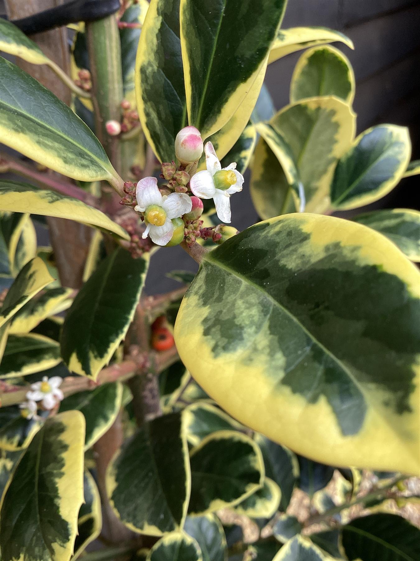 Ilex 'Golden King' Cane | Holly 'Golden King' - 160-180cm, 12lt