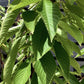 Prunus avium 'Early Rivers' | Cherry 'Early Rivers' - Height 150-160cm - 25lt