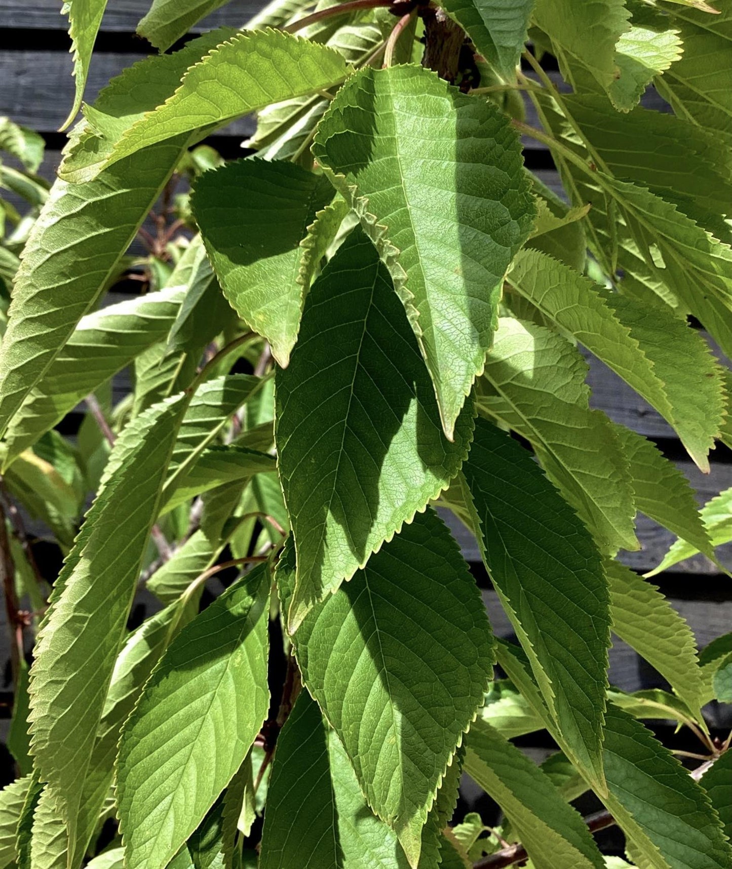 Prunus avium 'Early Rivers' | Cherry 'Early Rivers' - Height 150-160cm - 25lt