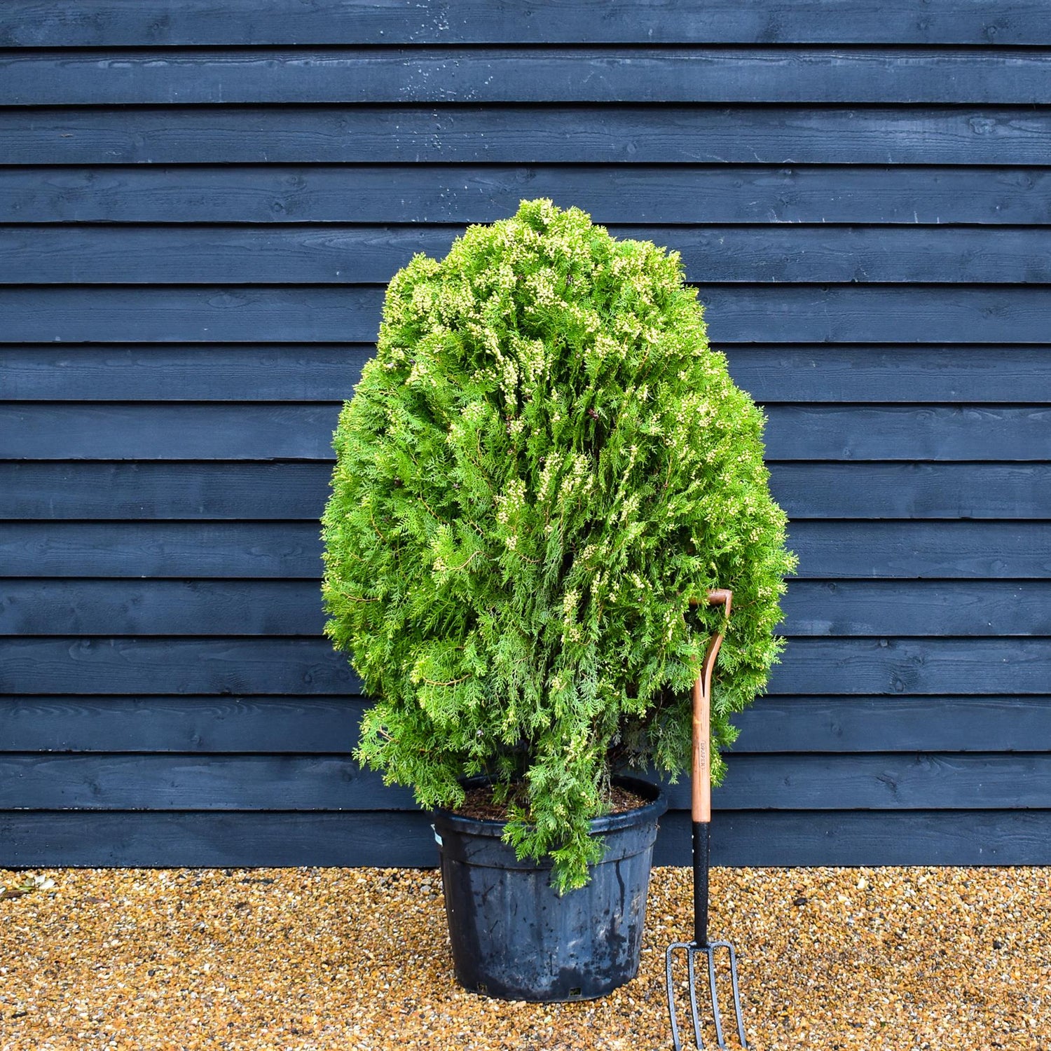 Thuja orientalis 'Aurea Nana' - Big and Bushy - Height 120-150cm - 55lt