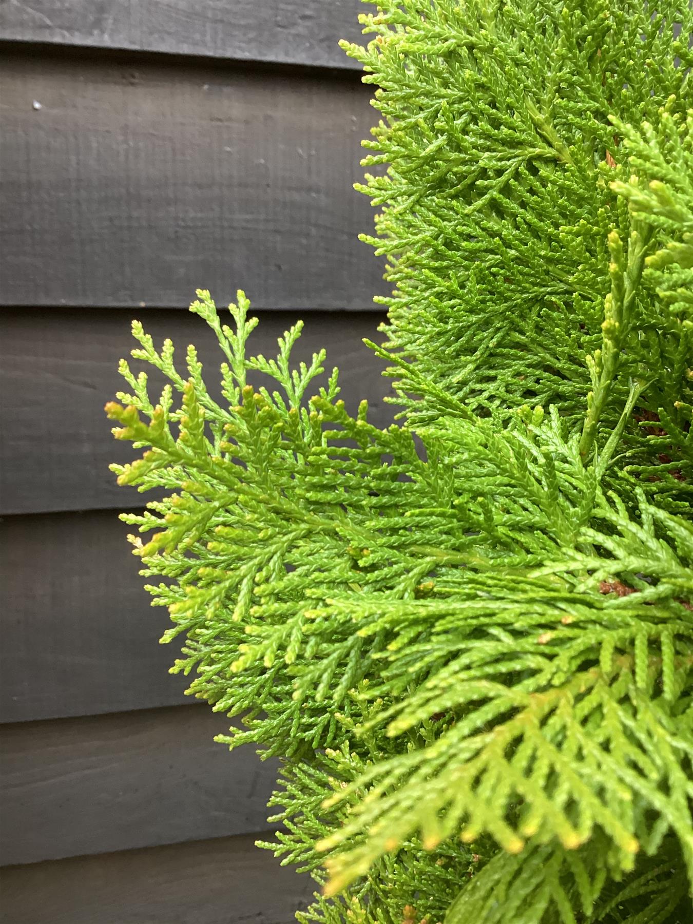 Thuja orientalis 'Pyramidalis Aurea' - 125-150cm, 25lt