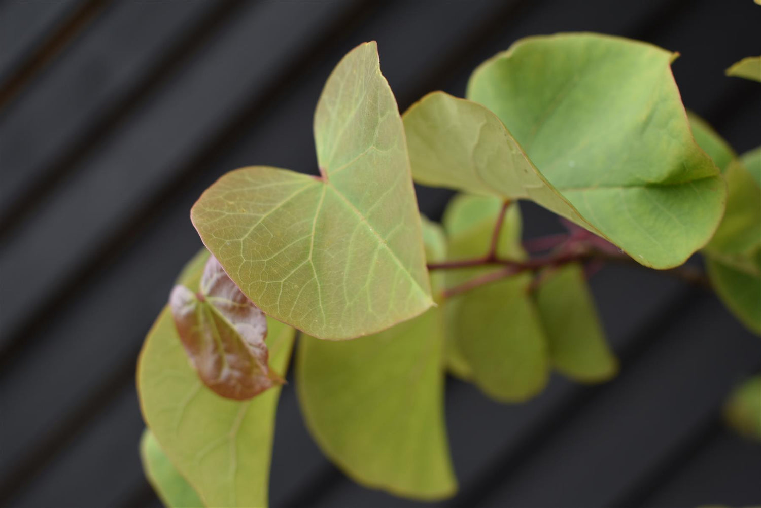 Cercis siliquastrum | Judas tree - 220-230cm, 130lt