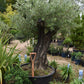 Olive Tree | Olea Europea 1/2 Standard 107cm girth - 225-235cm, 240lt