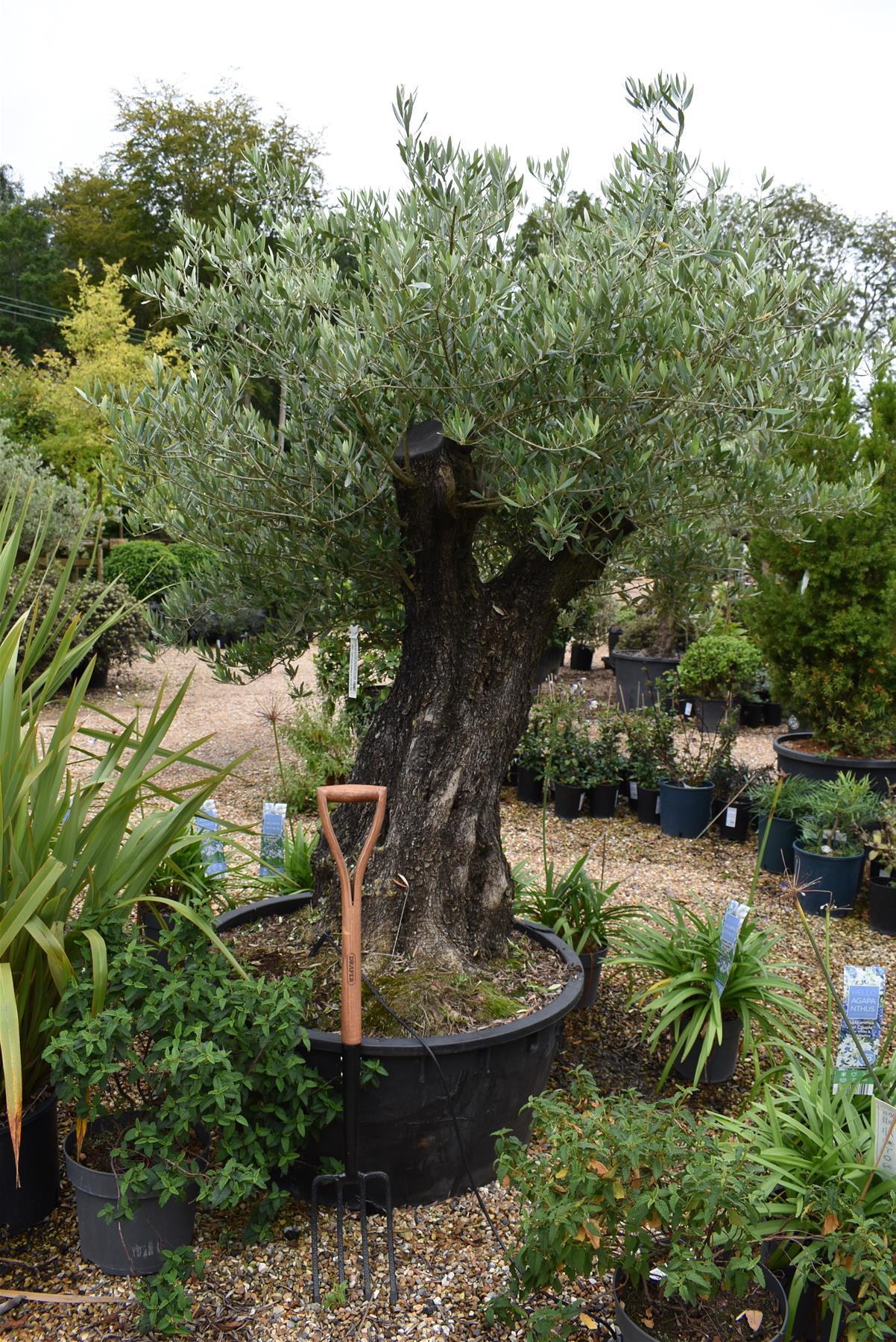 Olive Tree | Olea Europea 1/2 Standard 107cm girth - 225-235cm, 240lt