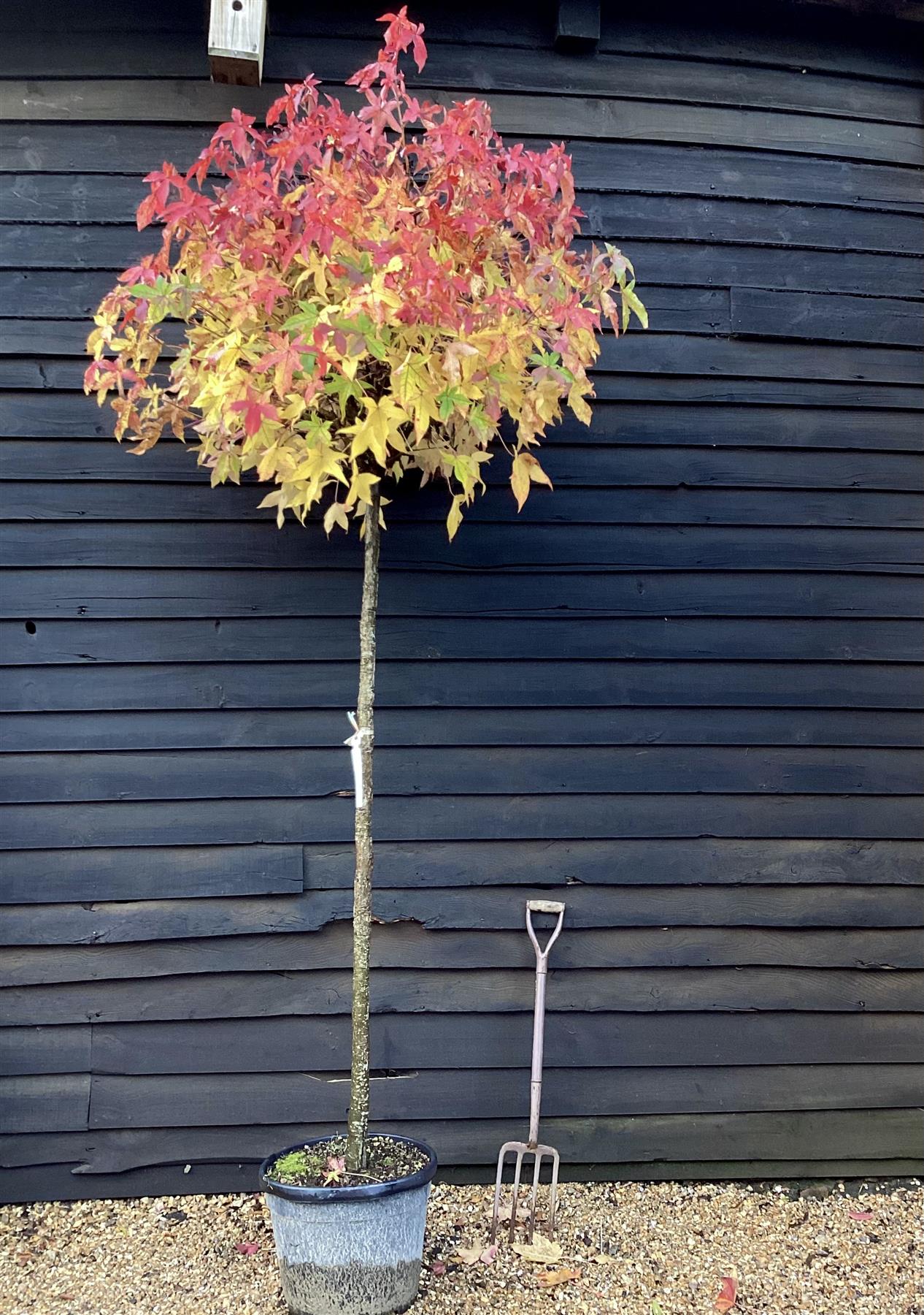 Liquidambar styraciflua 'Gum Ball' | Sweet gum 'Gum Ball' - 180-220cm, 45lt