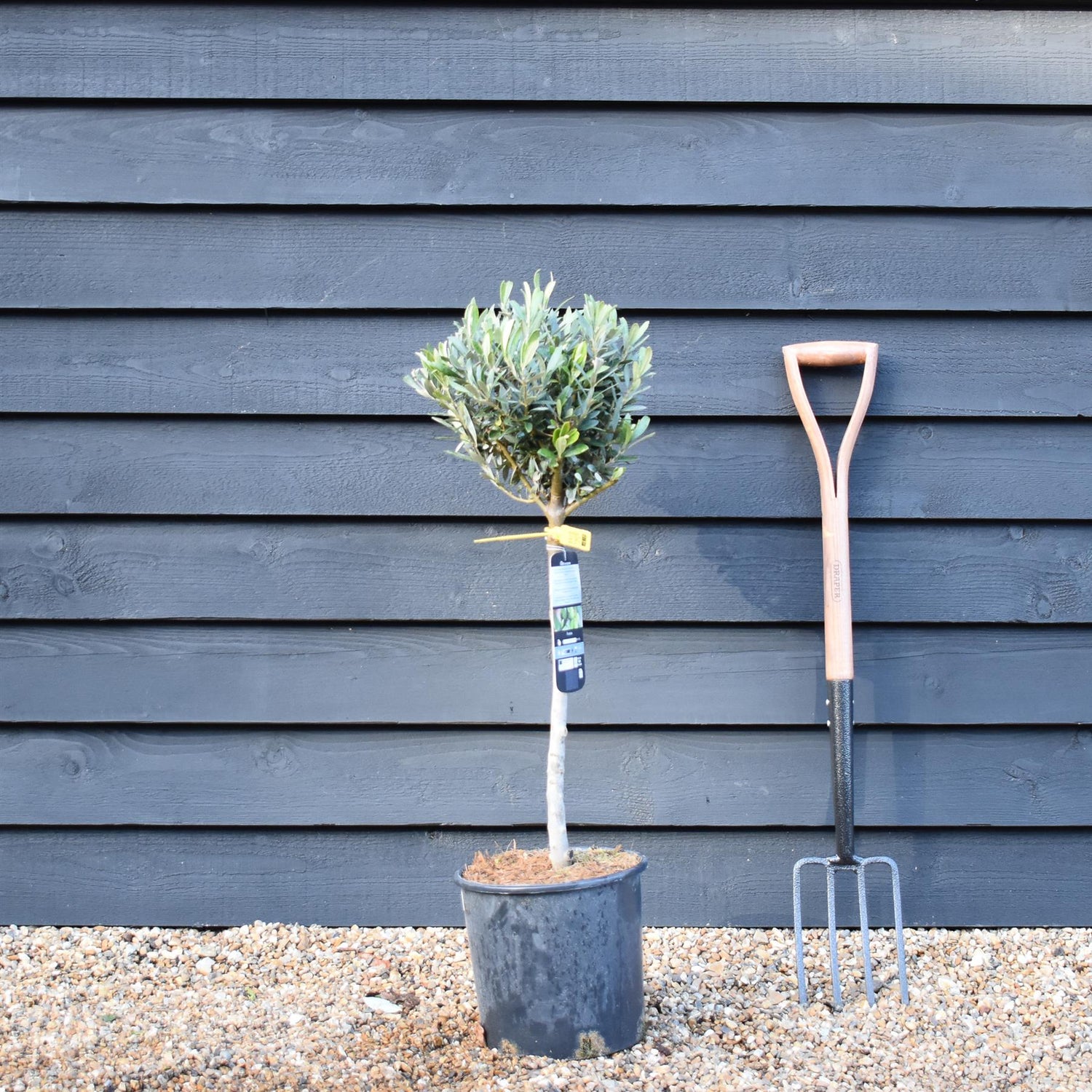 Olive Tree | Olea Europea - Clear Stem 70cm - Height 80cm - 10lt