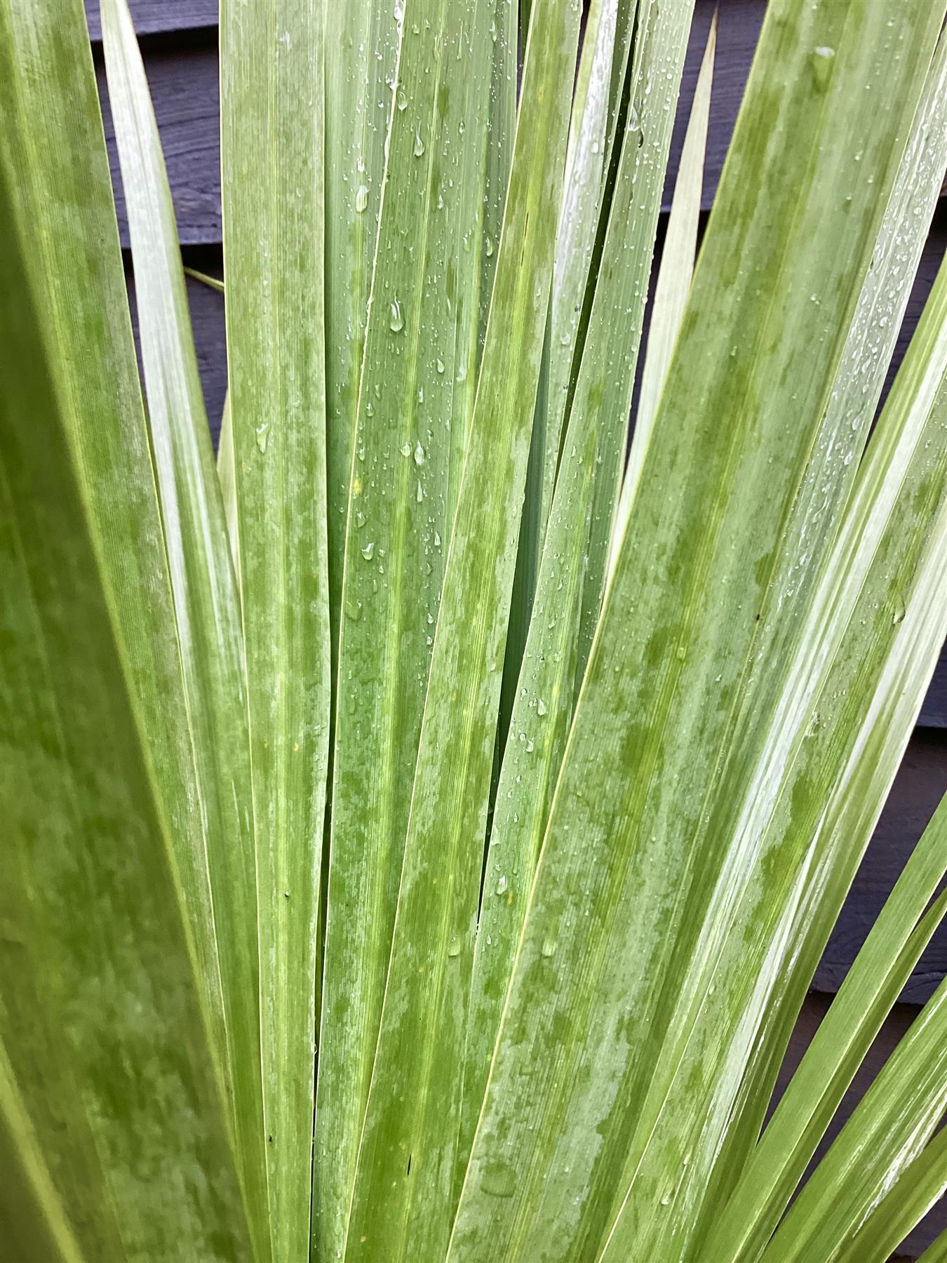 Cordyline australis (cabbage palm) - Height 160-190cm - 30lt