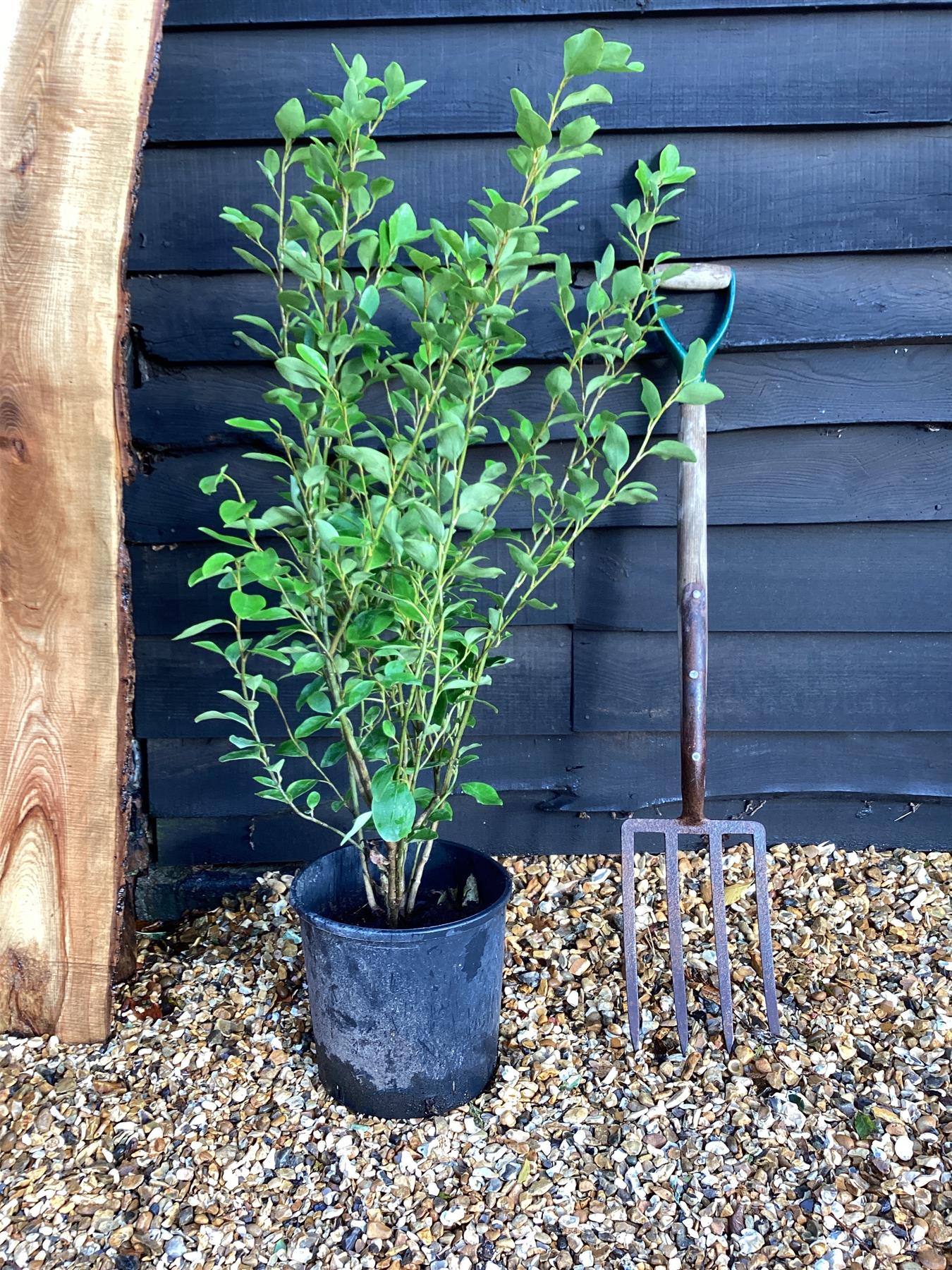 Griselinia littoralis | New Zealand Broadleaf - 80-100cm, 12lt