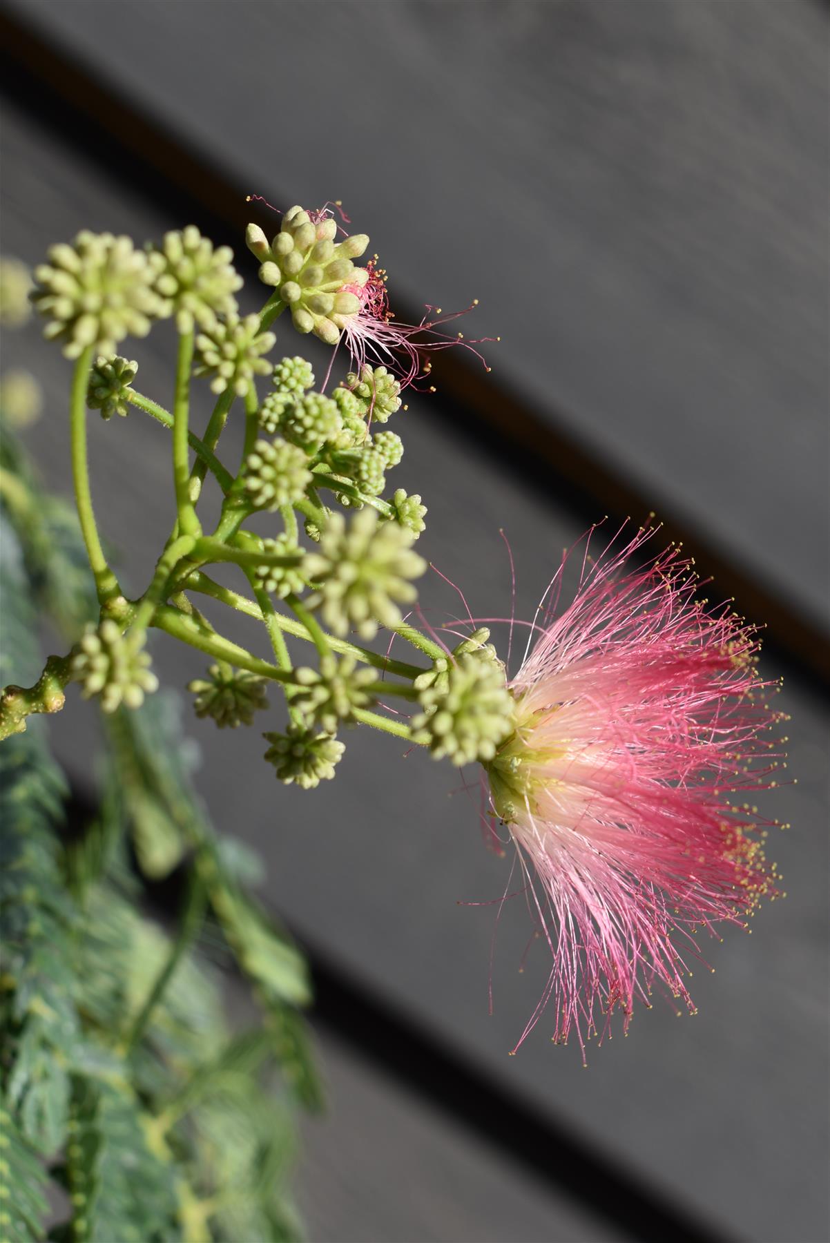 Albizia julibrissin Omberella  | Silk Tree - Height 190-220cm - 12lt