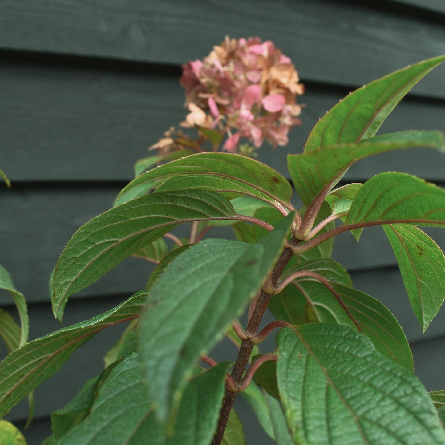 Hydrangea paniculata 'Early Harry' -  Clear Stem 90-100cm - Height 140-160cm - 15lt