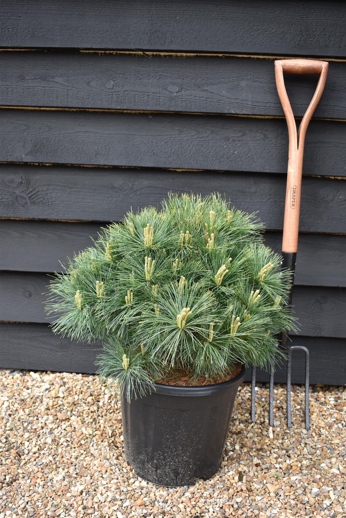 Pinus strobus 'Bergman's Mini' | Eastern White Pine - Height 20cm - Width 30cm - 15lt