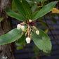 Arbutus Unedo | Strawberry Tree - Multistem - Height 330-350cm - 230lt