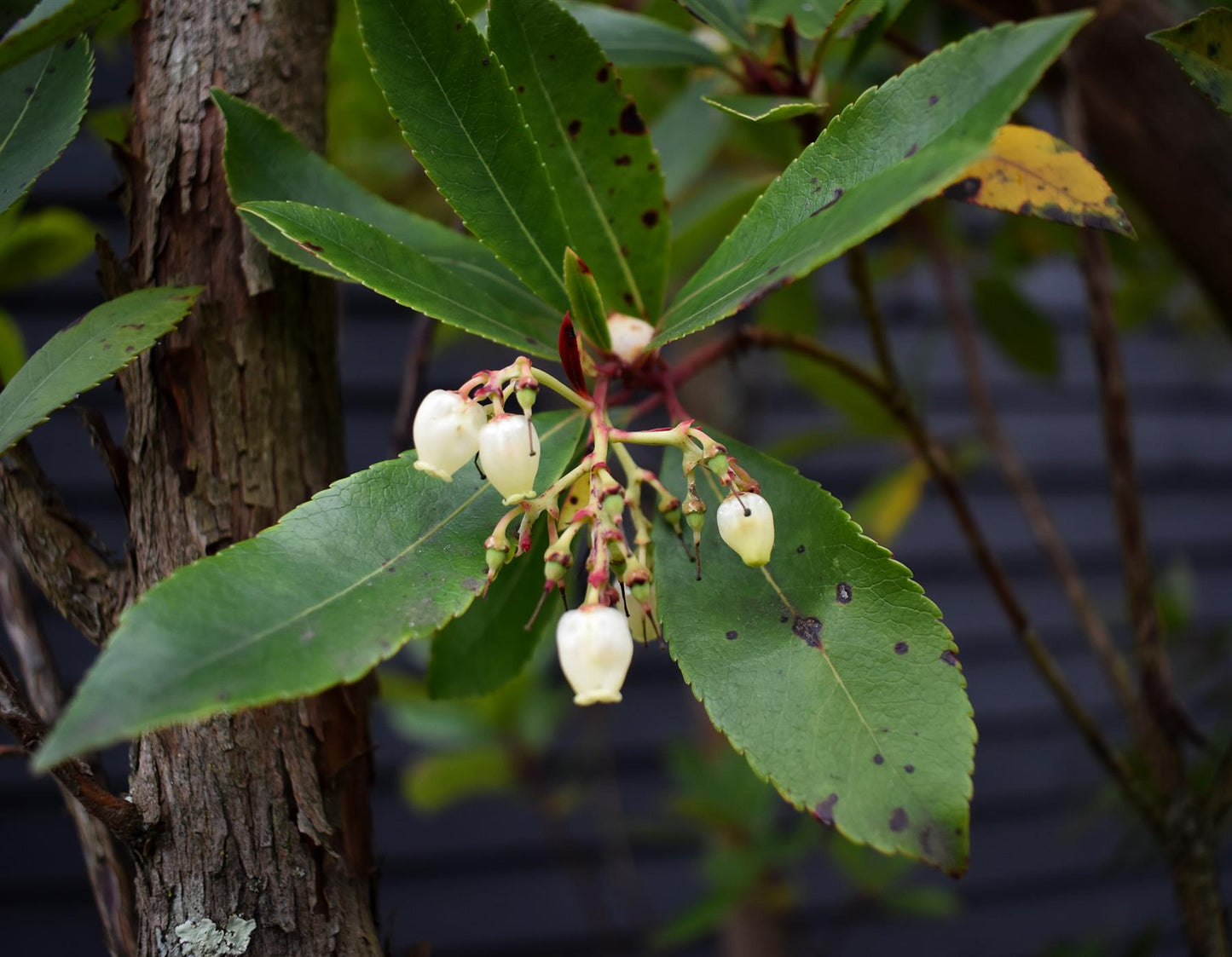 Arbutus Unedo | Strawberry Tree - Multistem - Height 330-350cm - 230lt