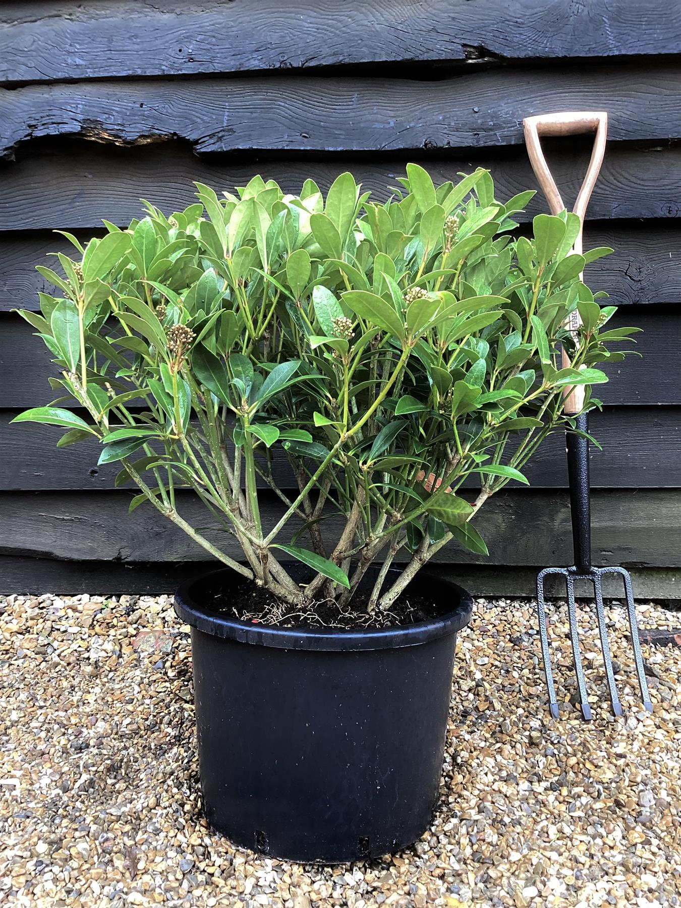 Skimmia Japonica Parbella | Japanese Skimmia - 70-80cm, 25lt