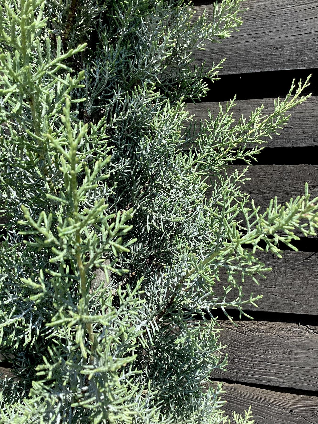 Cupressus arizonica var. glabra 'Glauca' | Arizona cypress 'Glauca' - 150-160cm, 20lt