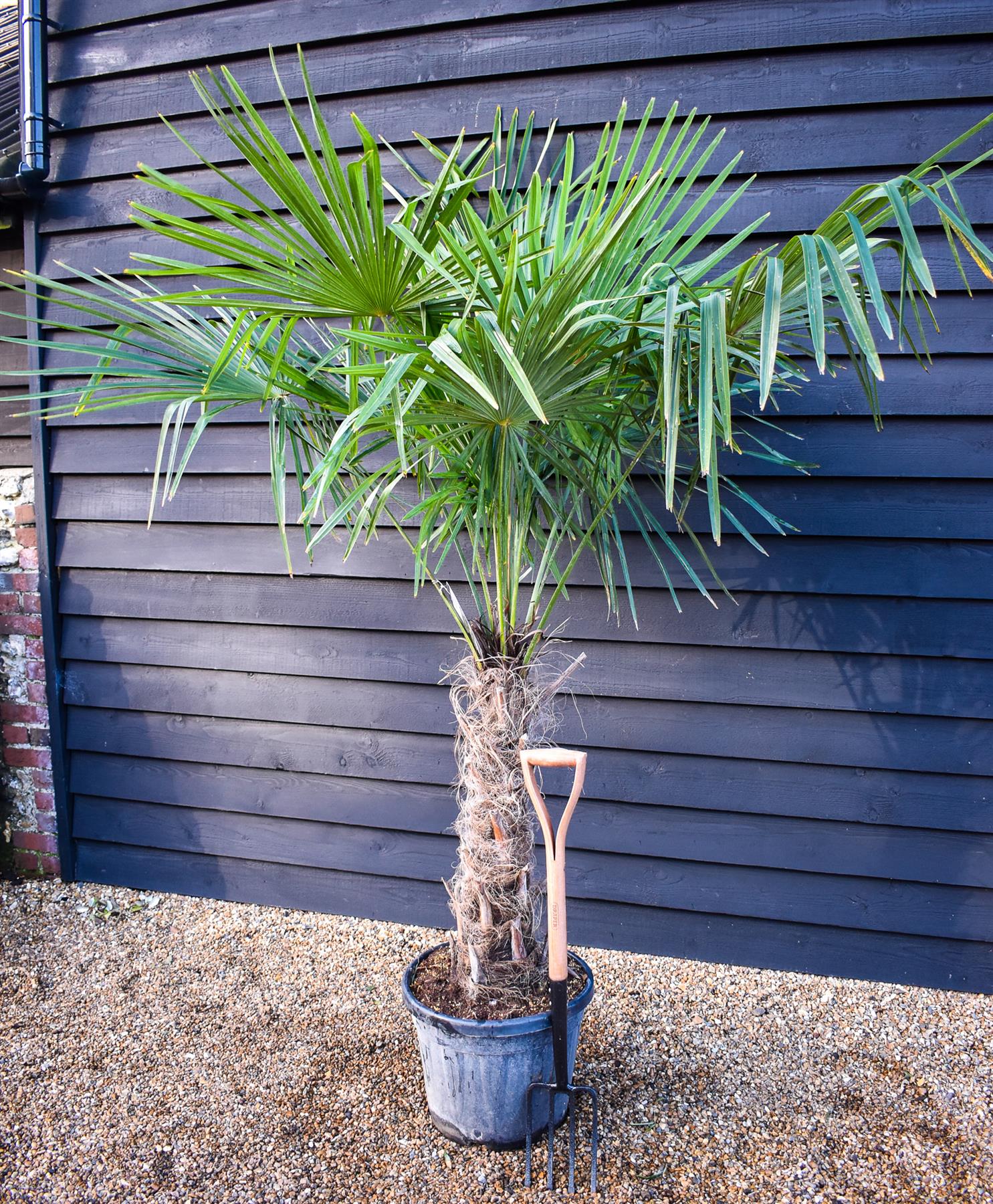 Trachycarpus fortunei - Stem 70-80cm - Height 190-200cm - 35lt