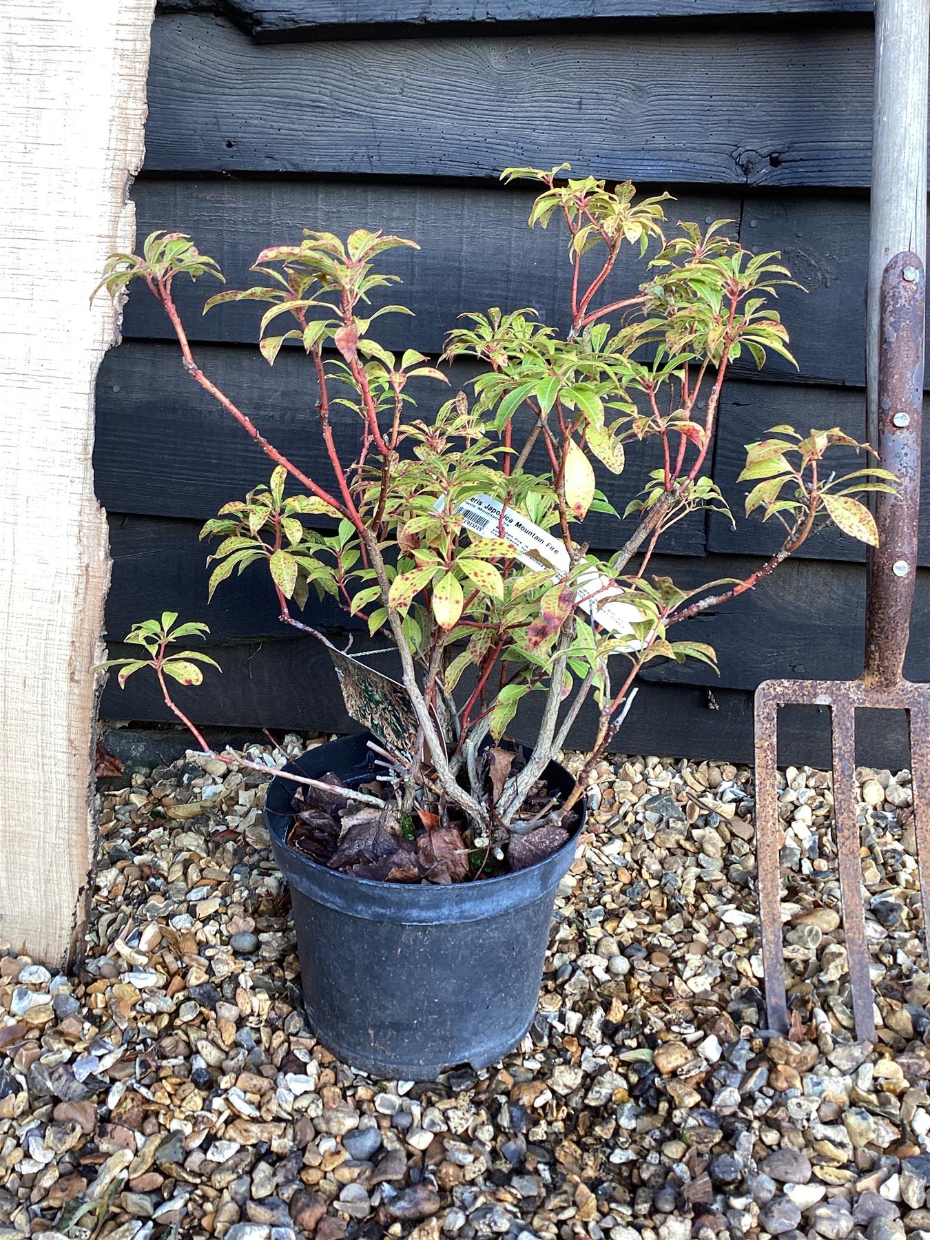 Pieris Japonica Mountain Fire - 20-30cm - 5lt