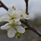 Plum tree 'President' | Prunus domestica - Height 100-120cm - 20lt