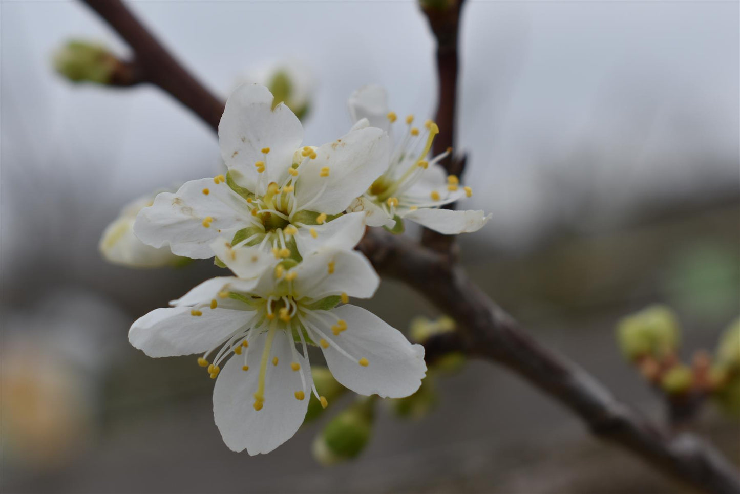 Plum tree 'President' | Prunus domestica - Height 100-120cm - 20lt