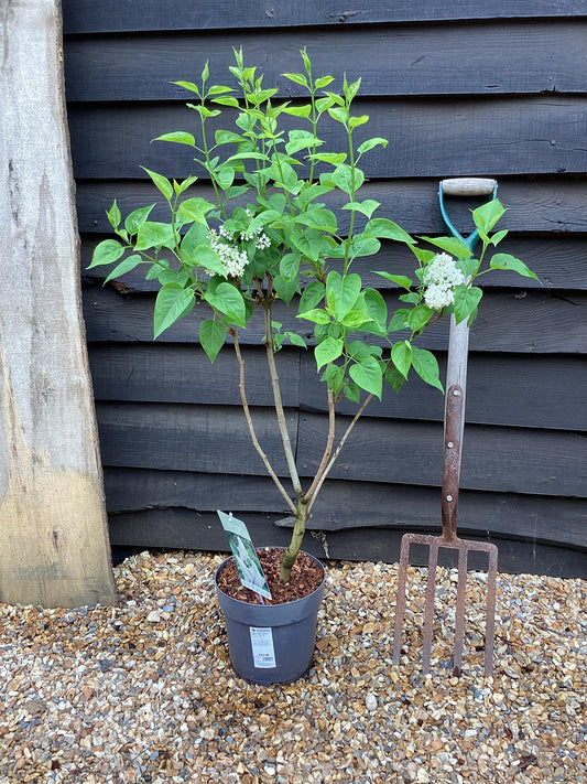 Lilac 'Madame Lemoine' | Syringa  - 80cm, 6lt