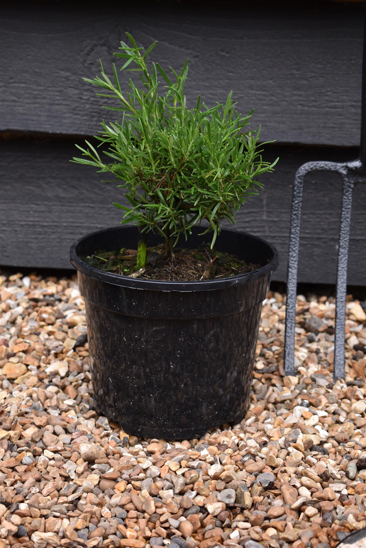 Rosemary | Rosmarinus Officinalis 'Tuscan Blue' - 20-30cm - 5lt