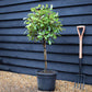 Photinia x fraseri Red Robin | Christmas berry - Small Tree/Shrub - Clear ministem 40cm - Height 80-90cm - 7lt